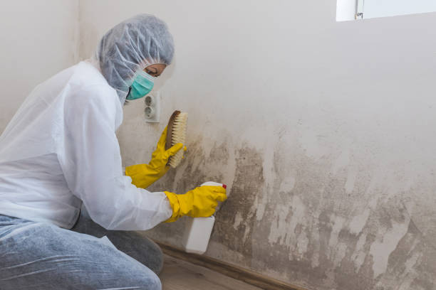 Best Basement Mold Remediation in Eaton, OH
