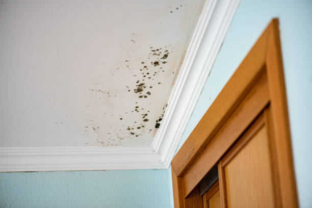 Best Crawl Space Mold Remediation in Eaton, OH