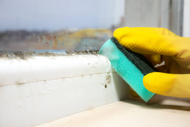 Best Residential Mold Remediation in Eaton, OH