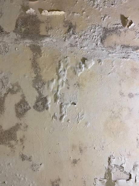 Professional Mold Remediation in Eaton, OH