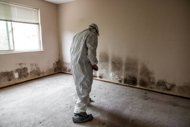 Best Commercial Mold Remediation in Eaton, OH