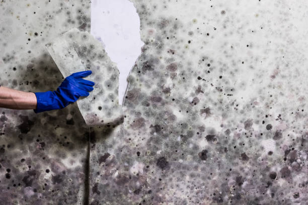 Best Industrial Mold Remediation in Eaton, OH